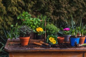 Plants for Your Patio